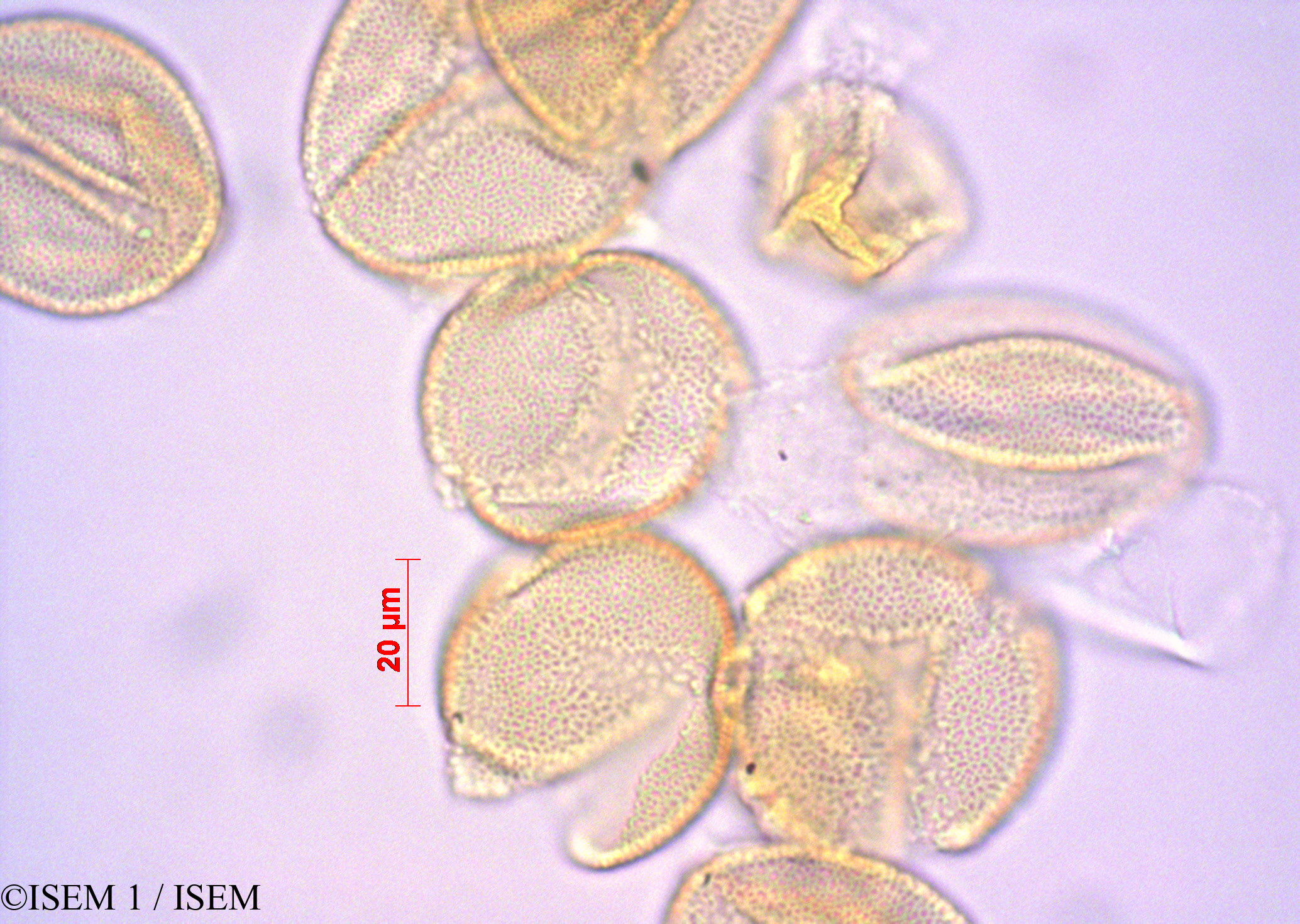 ISEM 1/Burmeistera_crispiloba_29084/Burmeistera_crispiloba_29084_0003(copy).jpg